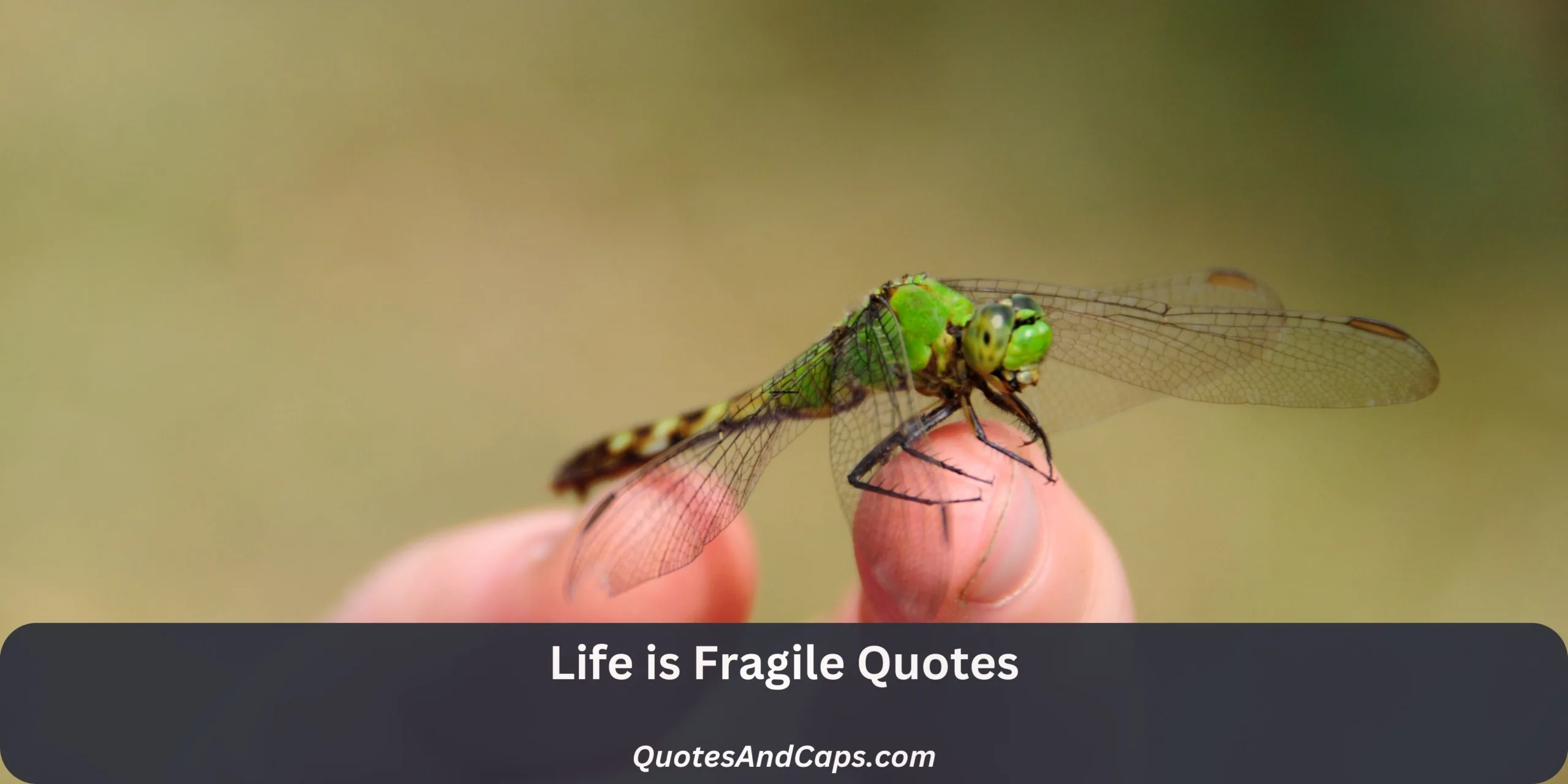Life is Fragile Quotes