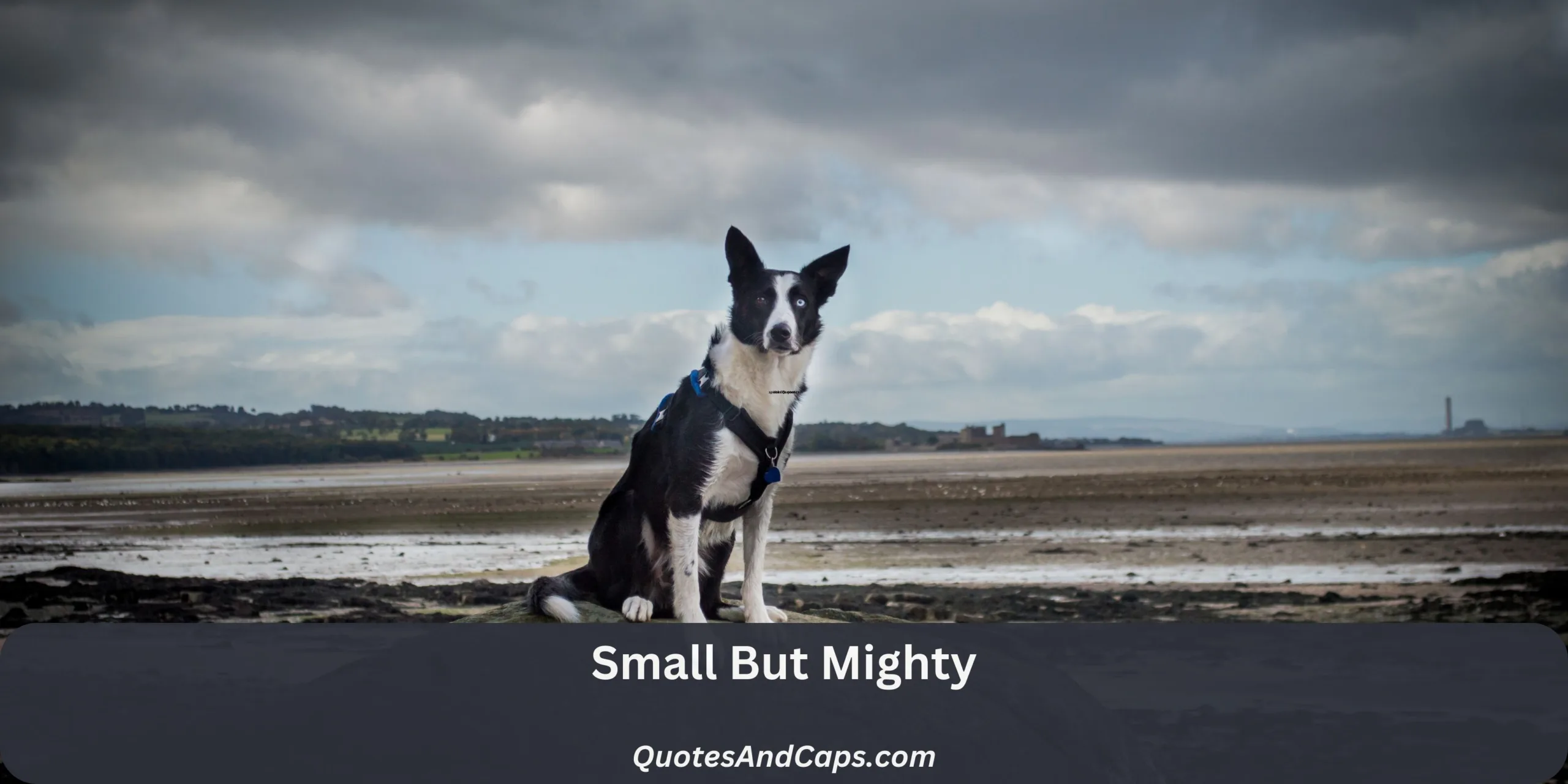 Small But Mighty