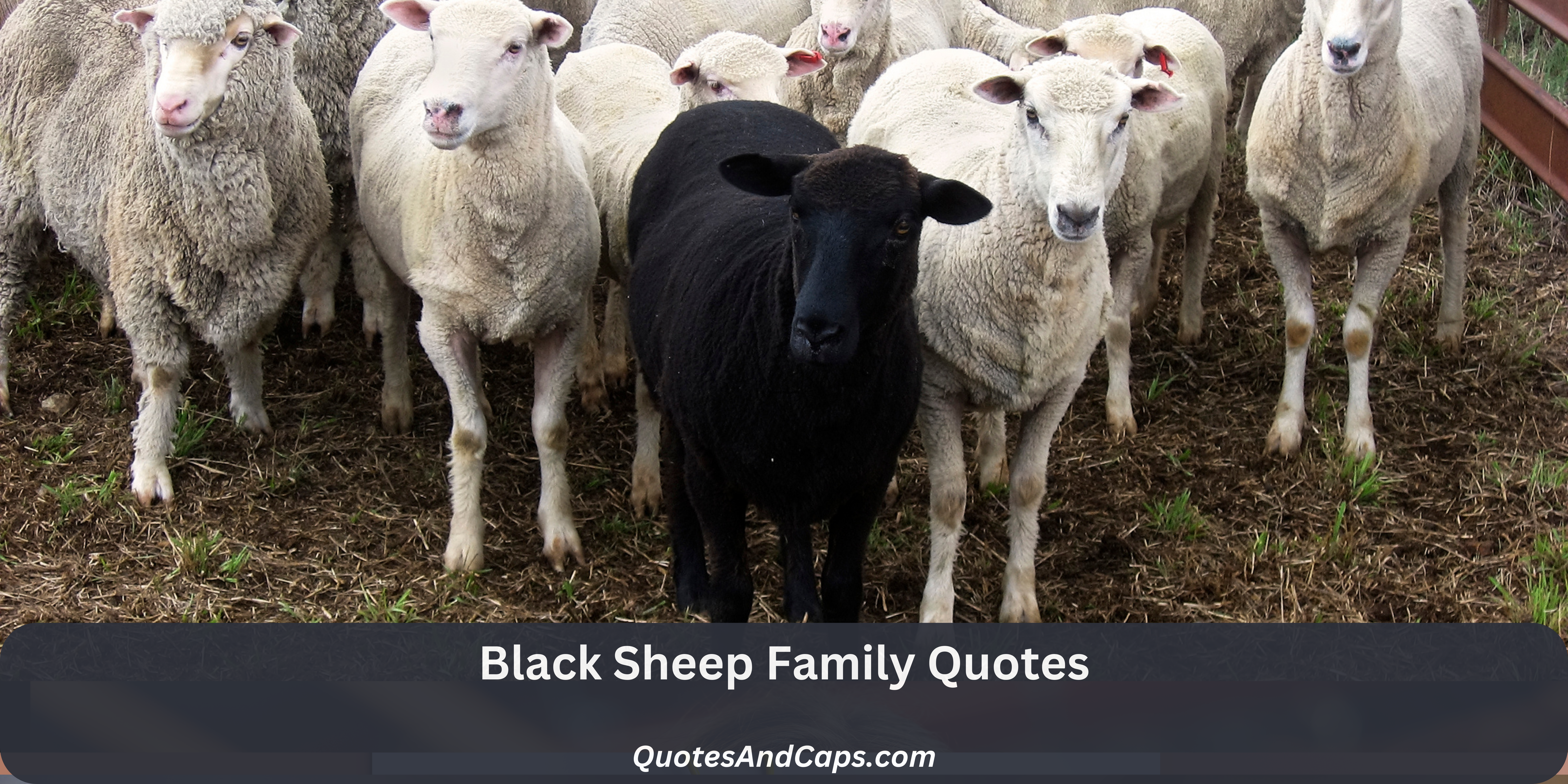 Black Sheep Family Quotes